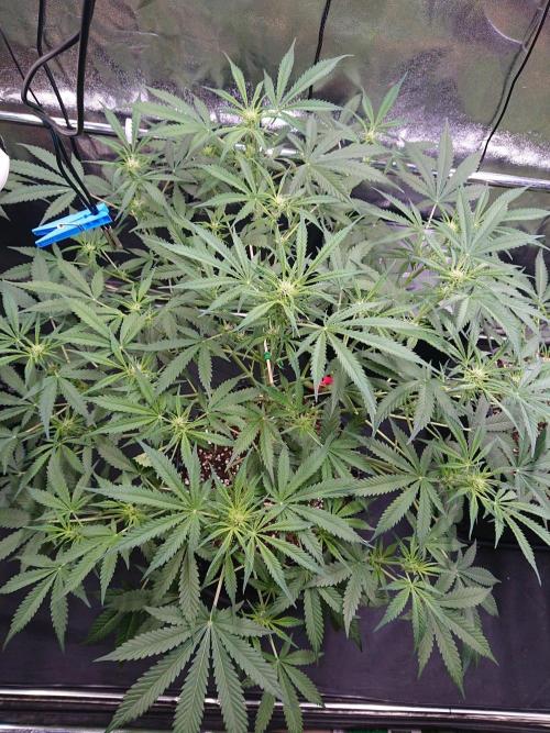 Northern Lights Auto. Week 7