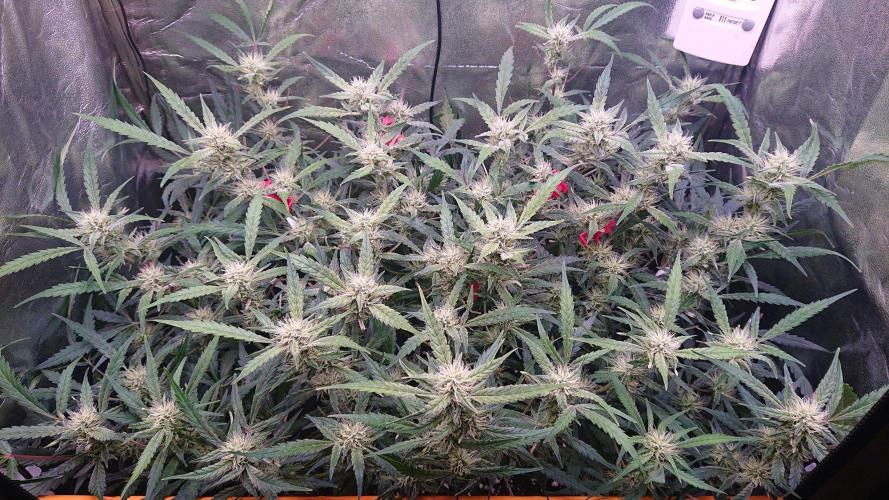 Northern Lights Auto. Week 9
