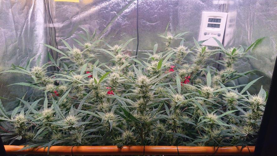Northern Lights Auto. Week 9