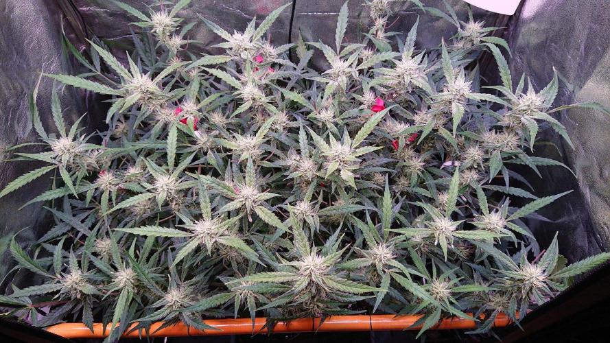 Northern Lights Auto. Week 9