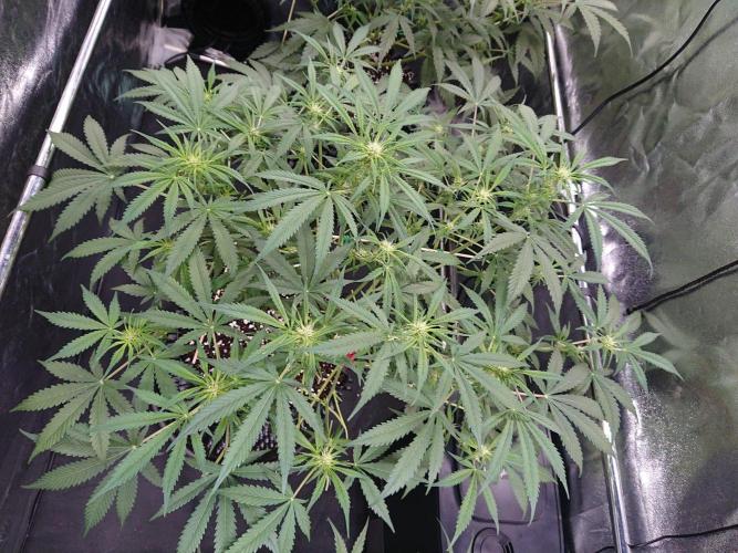 Northern Lights Auto. Week 7