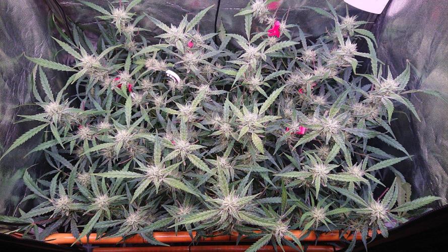 Northern Lights Auto. Week 9