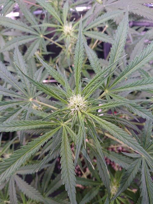 Northern Lights Auto. Week 7
