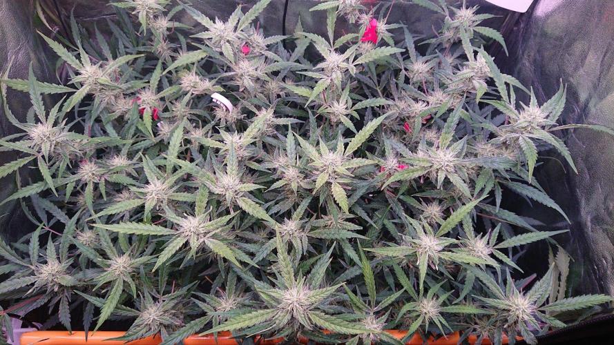Northern Lights Auto. Week 9
