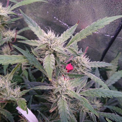 Northern Lights Auto. Week 9