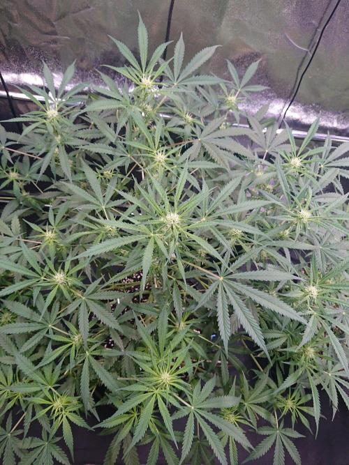 Northern Lights Auto. Week 7