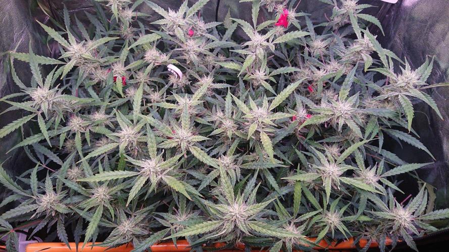 Northern Lights Auto. Week 9