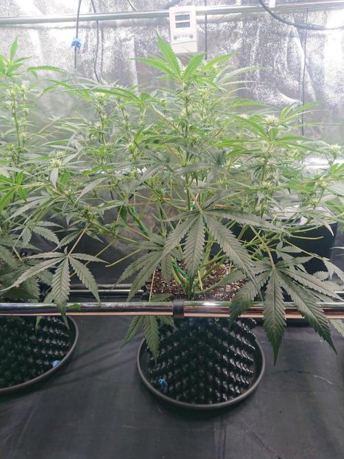 Northern Lights Auto. Week 7