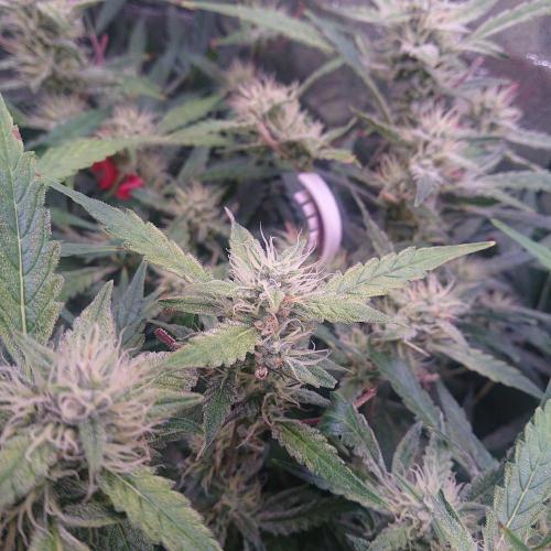 Northern Lights Auto. Week 9