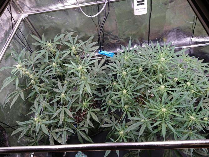 Northern Lights Auto. Week 7