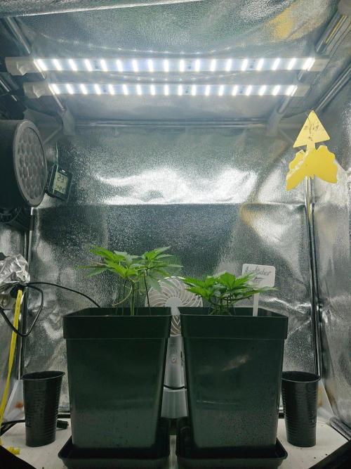 Asiatischer Winter. Week 4 - 2x20w (COP2065) 