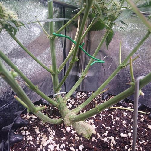 Bud Voyage  - Northern Lights Auto by C17H19NO3