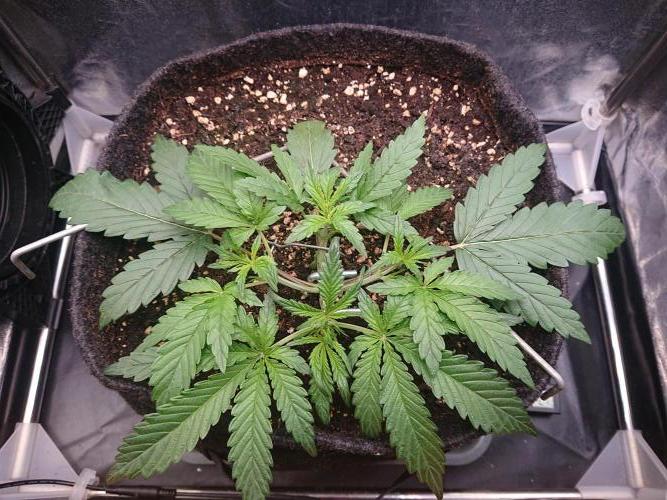 Northern Lights Auto. Week 3