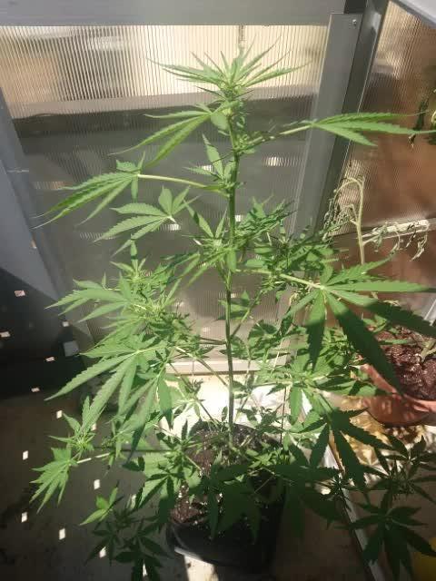 Bud Balkon 2/2