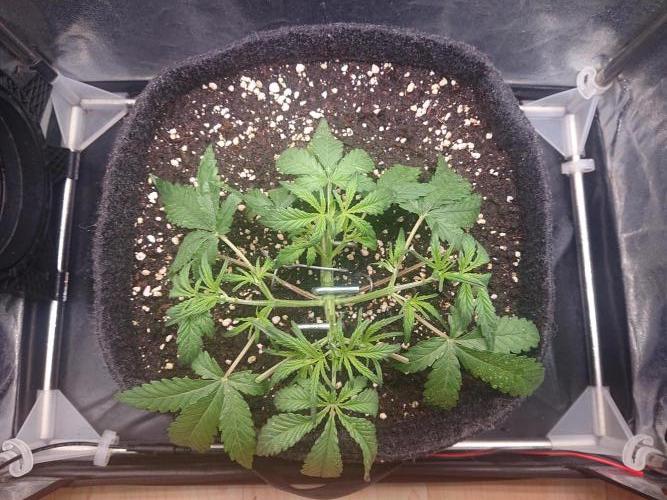 Northern Lights Auto. Week 3