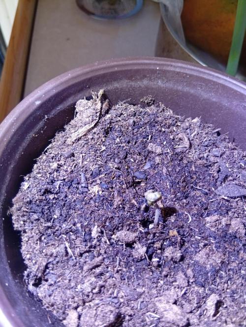 Frosty's Auto Freak. Week 0 - Morning day 3 
