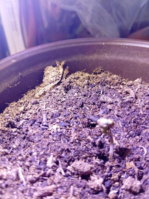 Frosty's Auto Freak. Week 0 - Evening day 3