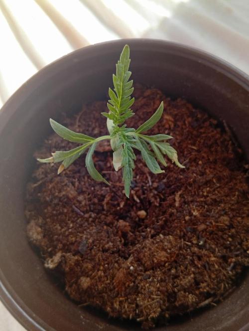 Frosty's Auto Freak. Week 1