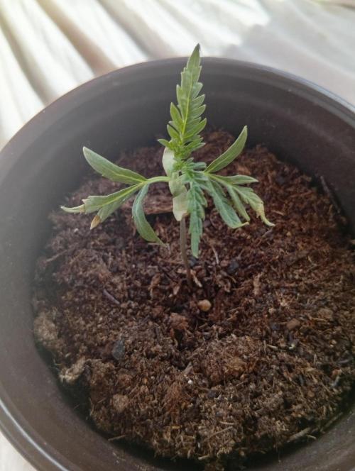 Frosty's Auto Freak. Week 1