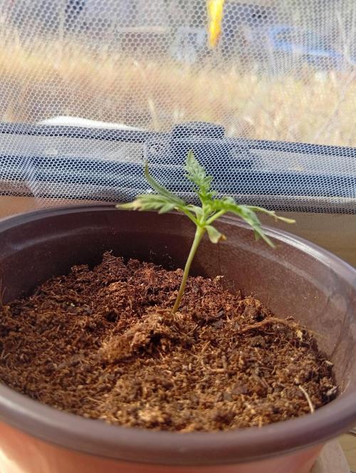 Frosty's Auto Freak. Week 1