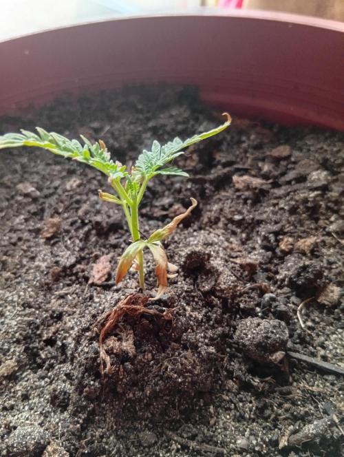 Frosty's Auto Freak. Week 3