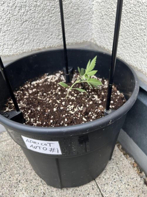 Outdoor 2026. Week 3