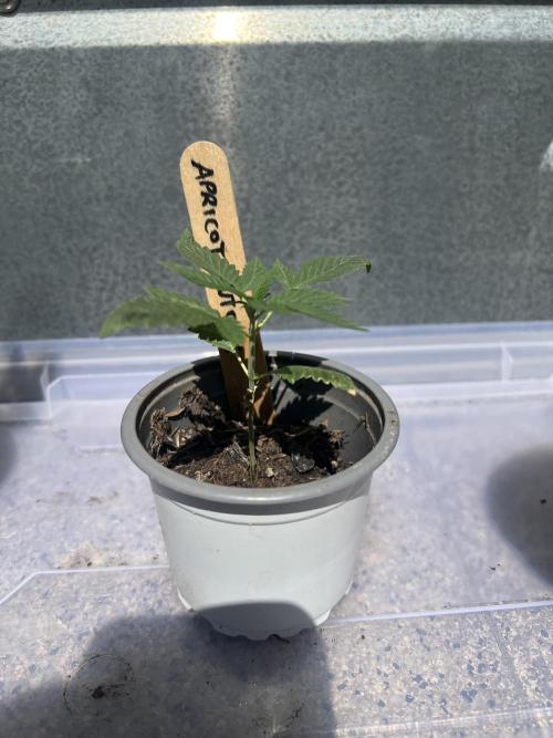 Outdoor 2026. Week 4