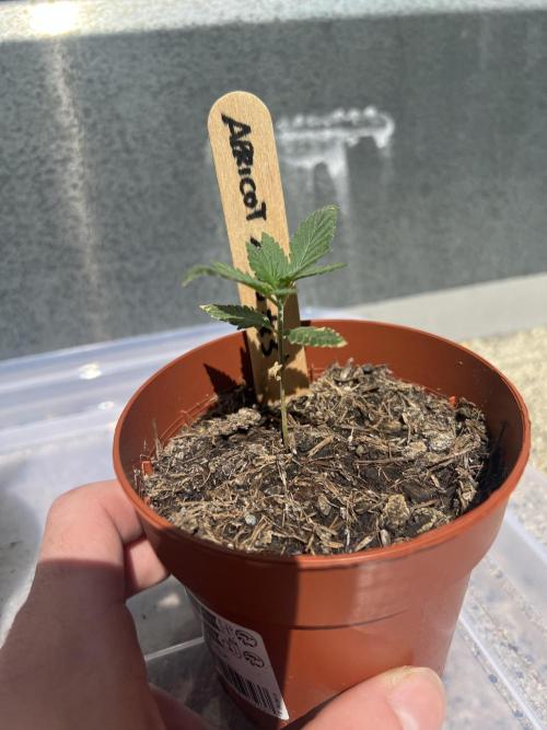 Outdoor 2026. Week 4