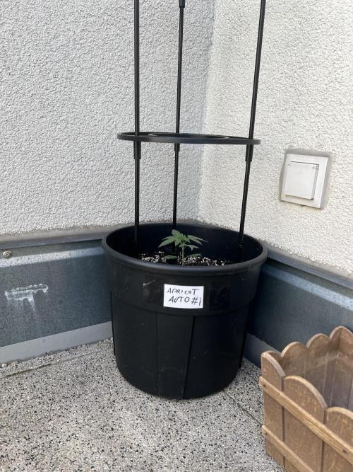 Outdoor 2026. Week 4