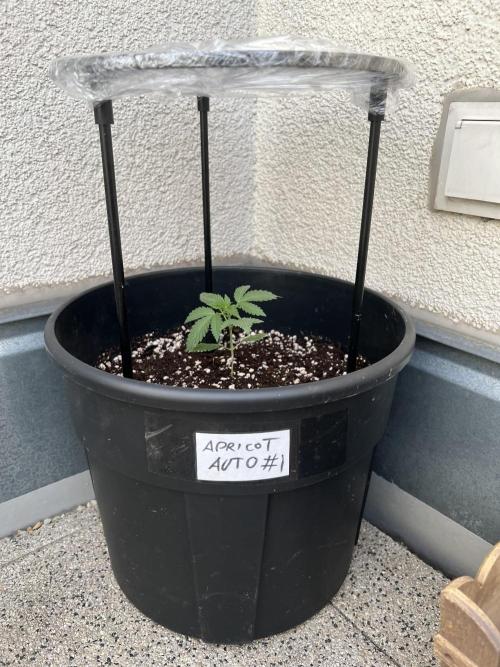 Outdoor 2026. Week 4