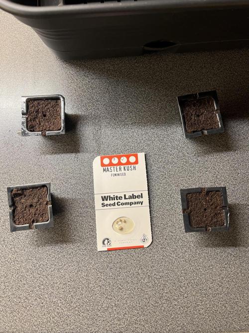 First Grow #1. Week 0