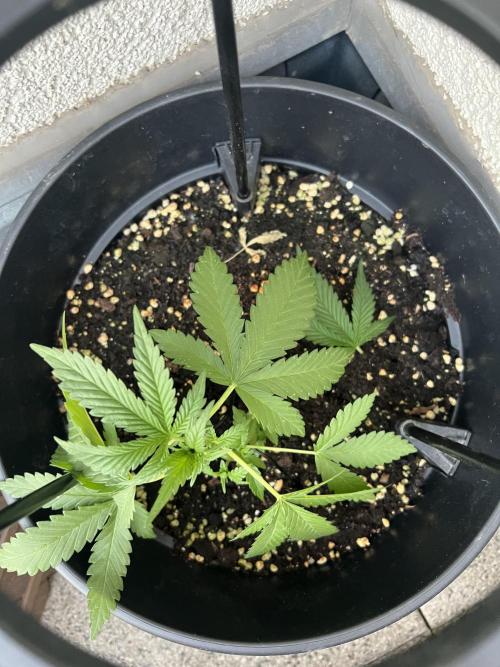 Outdoor 2026. Week 5