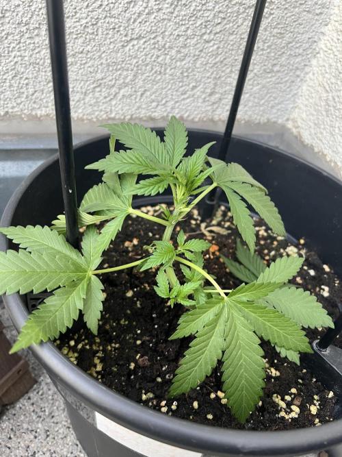 Outdoor 2026. Week 5