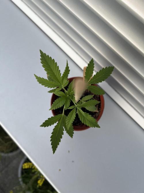 Outdoor 2026. Week 5