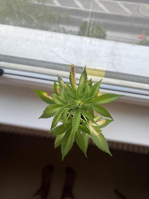 Apricot Auto. Week 5