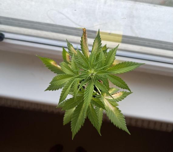 Apricot Auto. Week 5