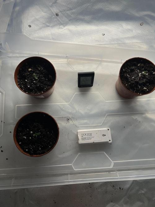 First Grow #1. Week 1