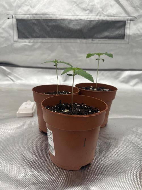 First Grow #1. Week 1