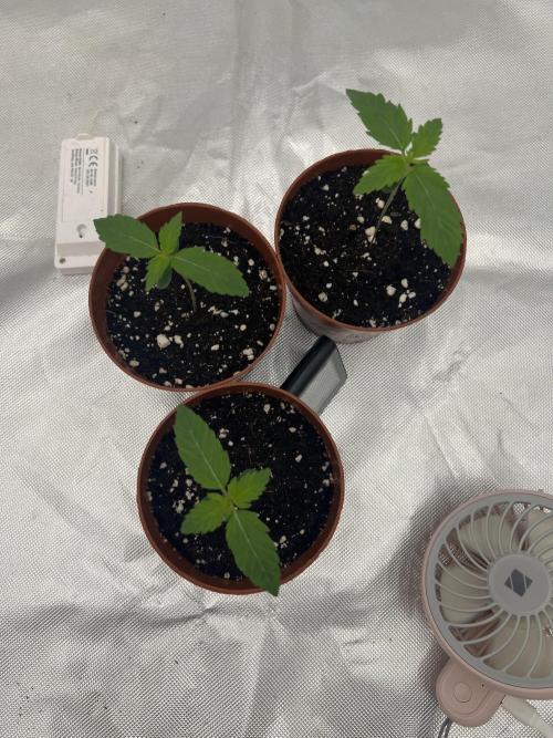 First Grow #1. Week 1
