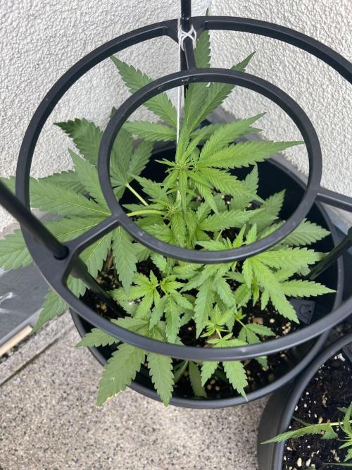 Outdoor 2026. Week 6
