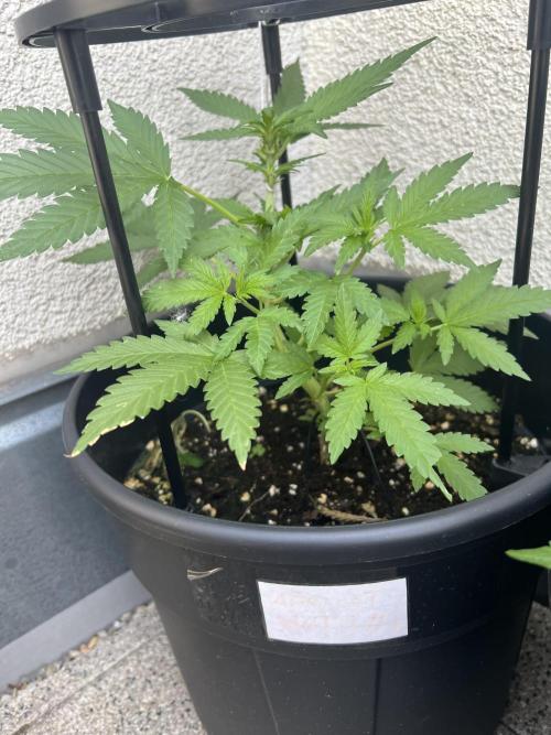 Outdoor 2026. Week 6