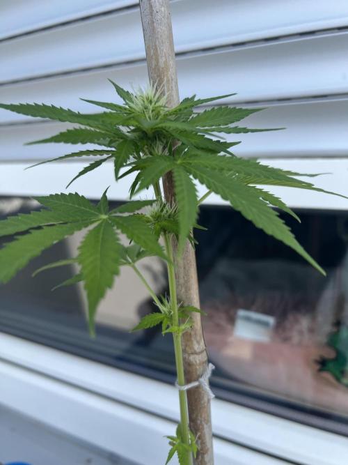 Outdoor 2026. Week 6