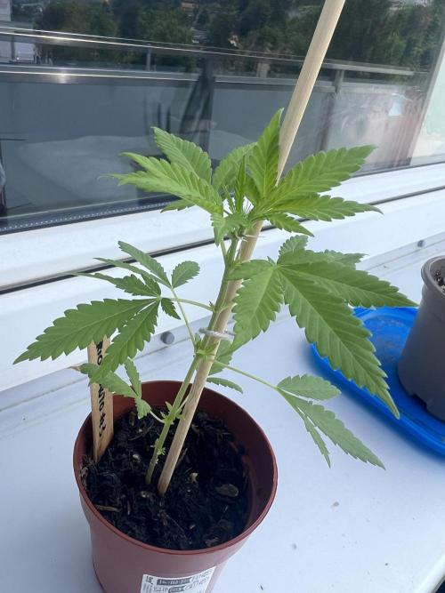 Apricot Auto. Week 6
