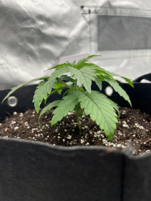 First Grow #1. Week 2