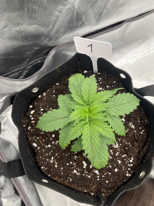 First Grow #1. Week 2