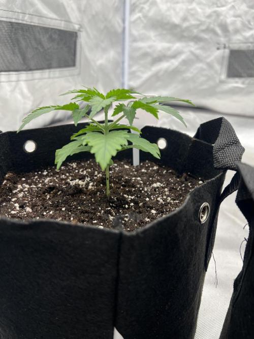 First Grow #1. Week 2