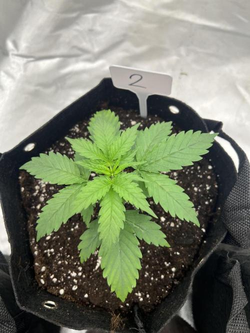 First Grow #1. Week 2