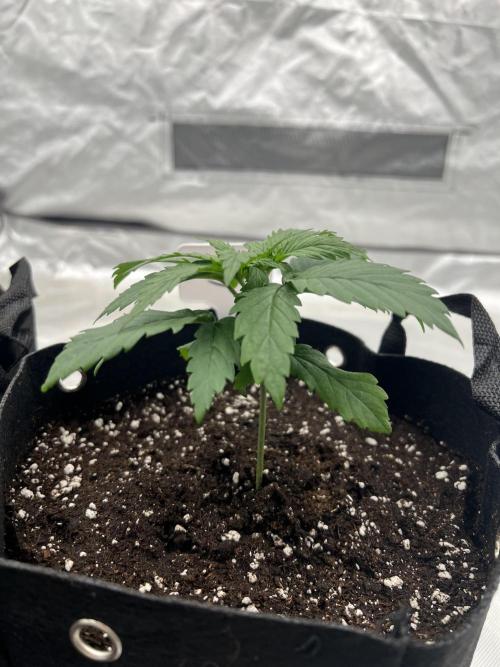 First Grow #1. Week 2