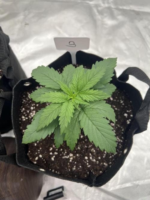 First Grow #1. Week 2