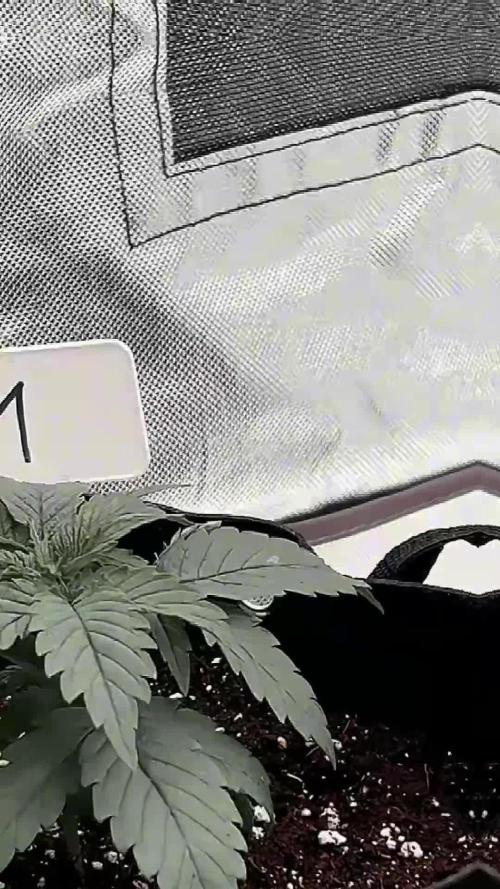 First Grow #1